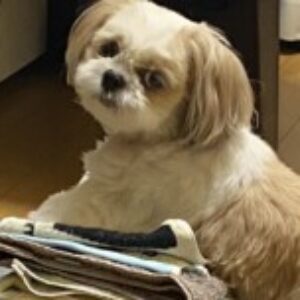 Profile photo of Youko.Kobayashi
